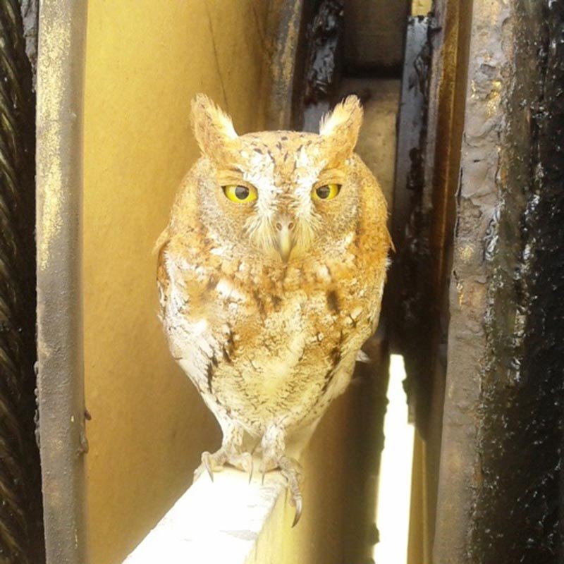 Unexpected visitor at sea